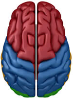 brain hemispheres